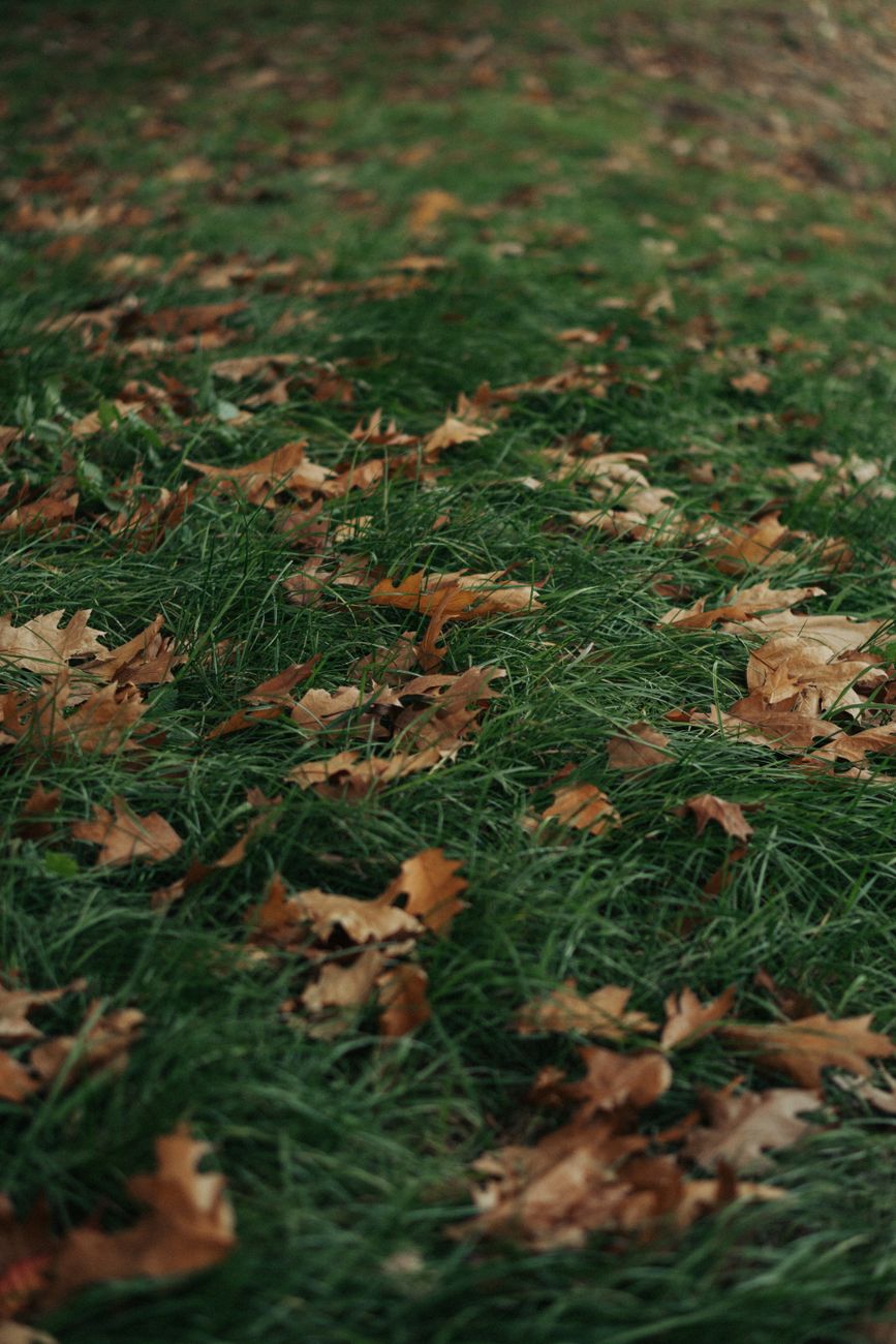 maple leaves lying on green grass