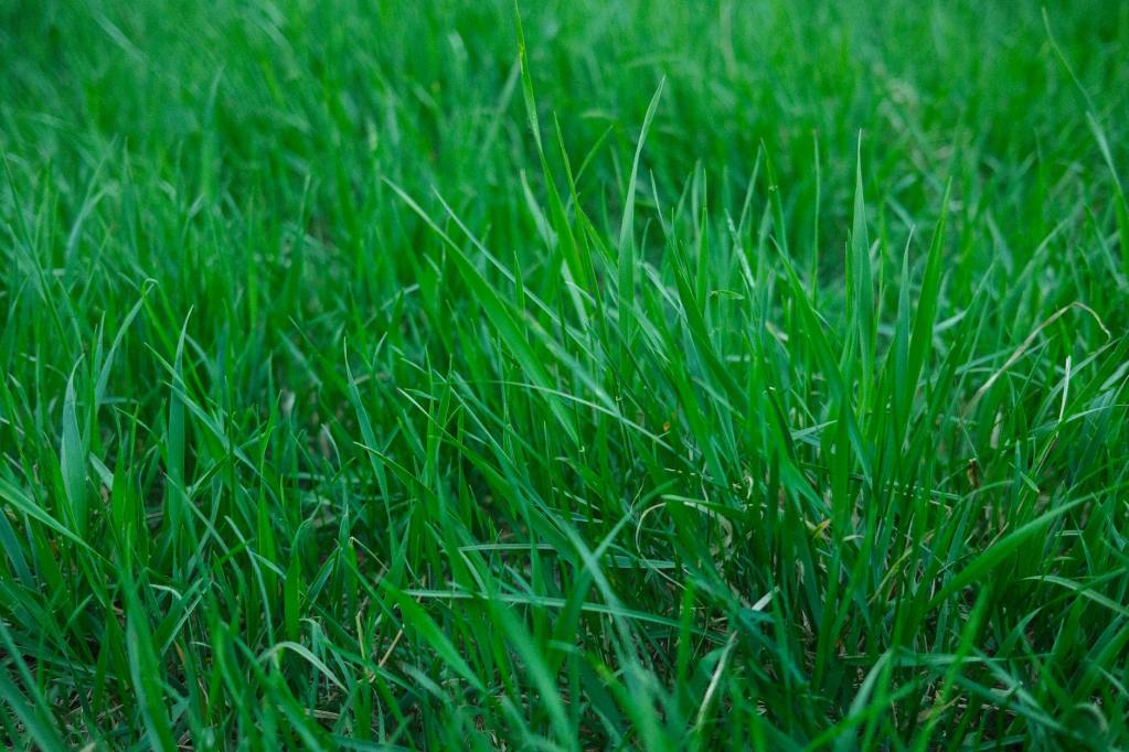 green grass in garden