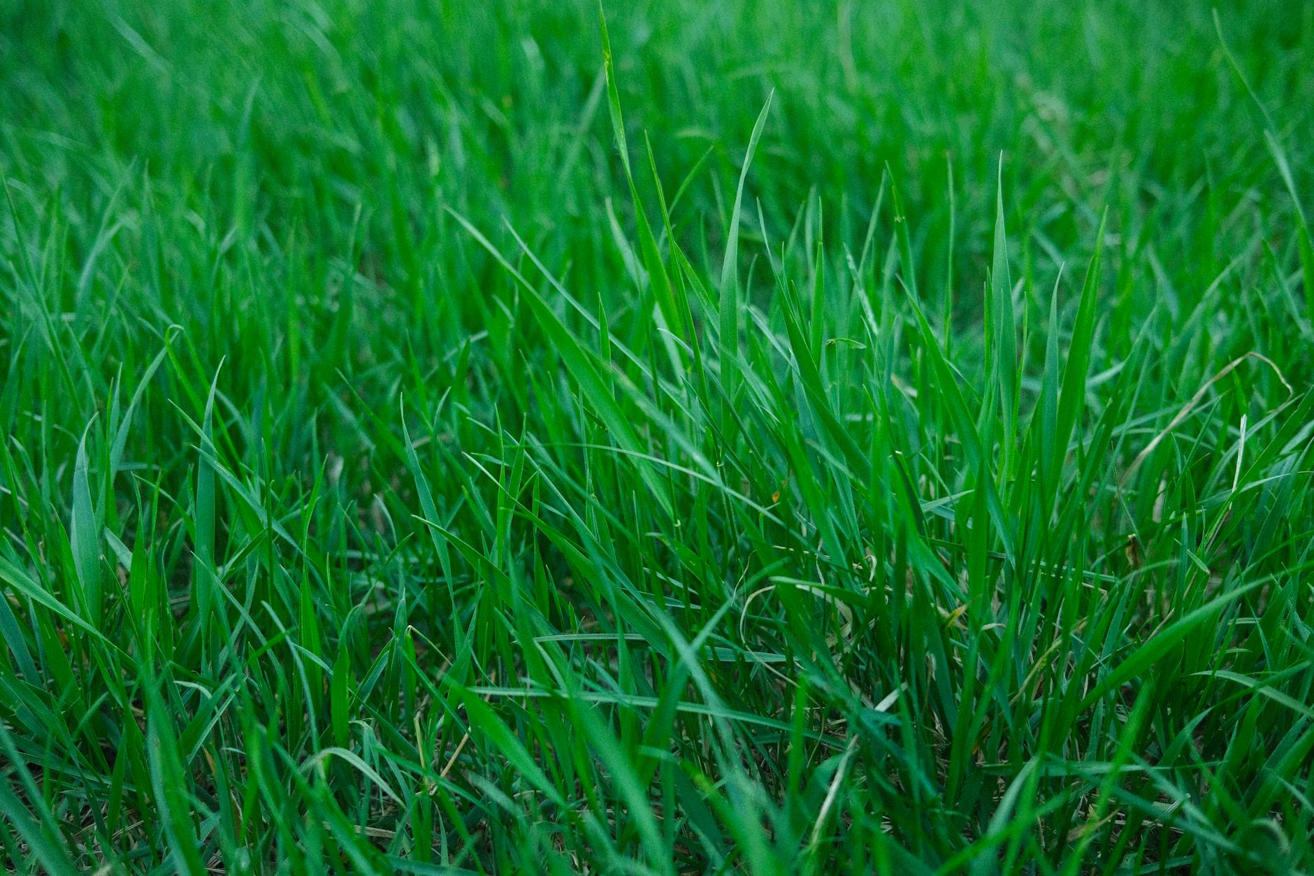 green grass in garden