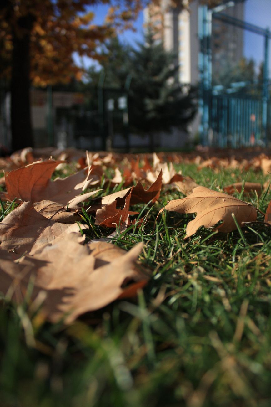 Why Fall Is The Best Time To Hydroseed in Minnesota and Wisconsin